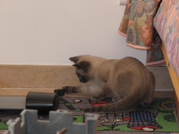 2007-03 Saphir 008.jpg